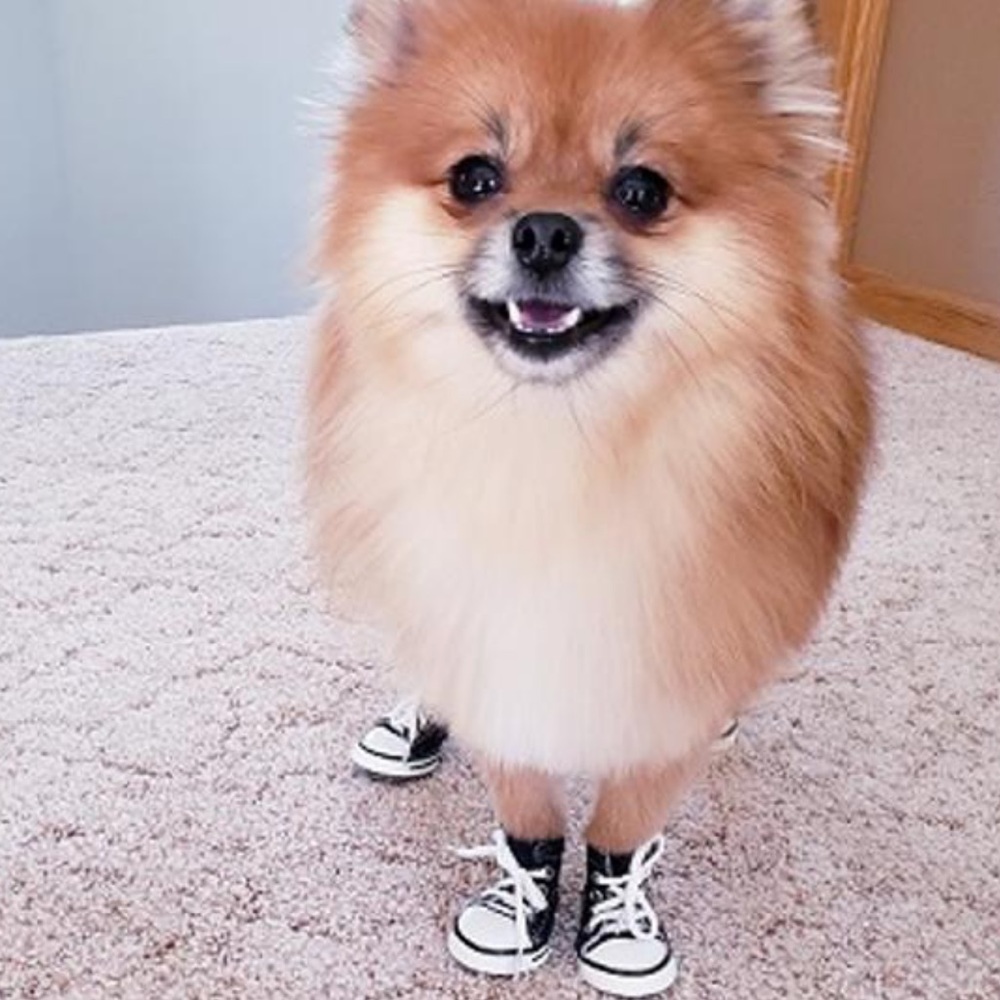 NWT Pet Life Extreme-Skater shoes Pet Sneaker and Baskerville Muzzle - Picture 2 of 16